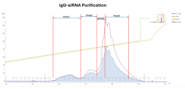 IgG–siRNA purification chromatogram